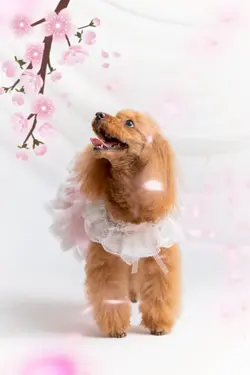 わんこ