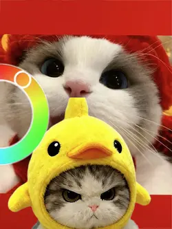 Courir Color Wheel