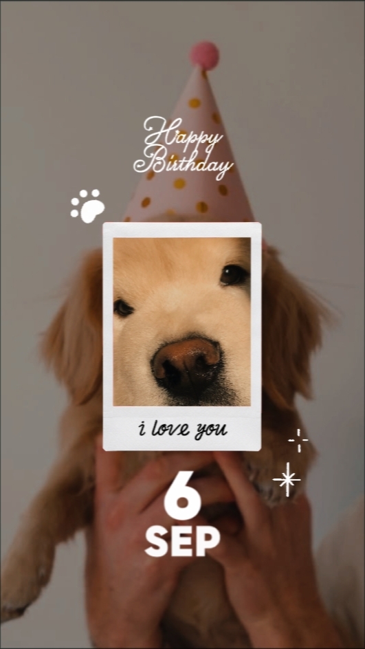 Cão De Aniversário 6 Set