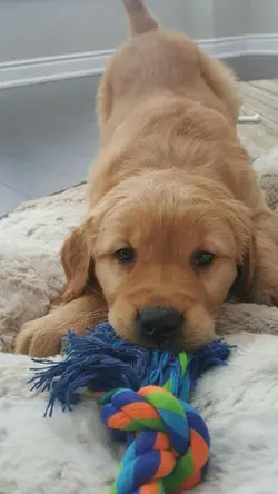 Baby Dog