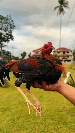 For gamefowl breeder
