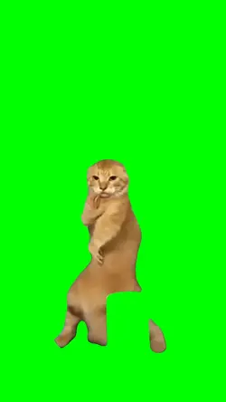 KUNG FU CAT