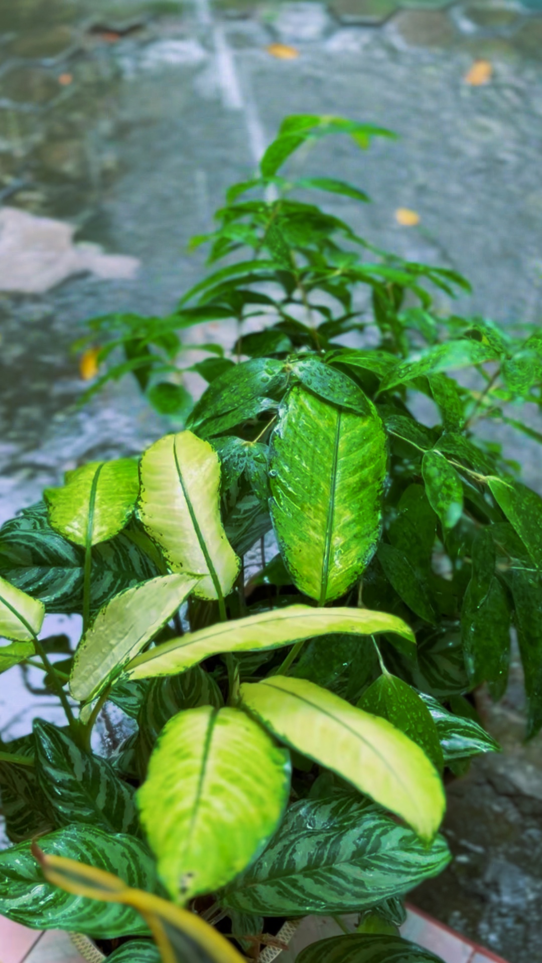 Morning rain
