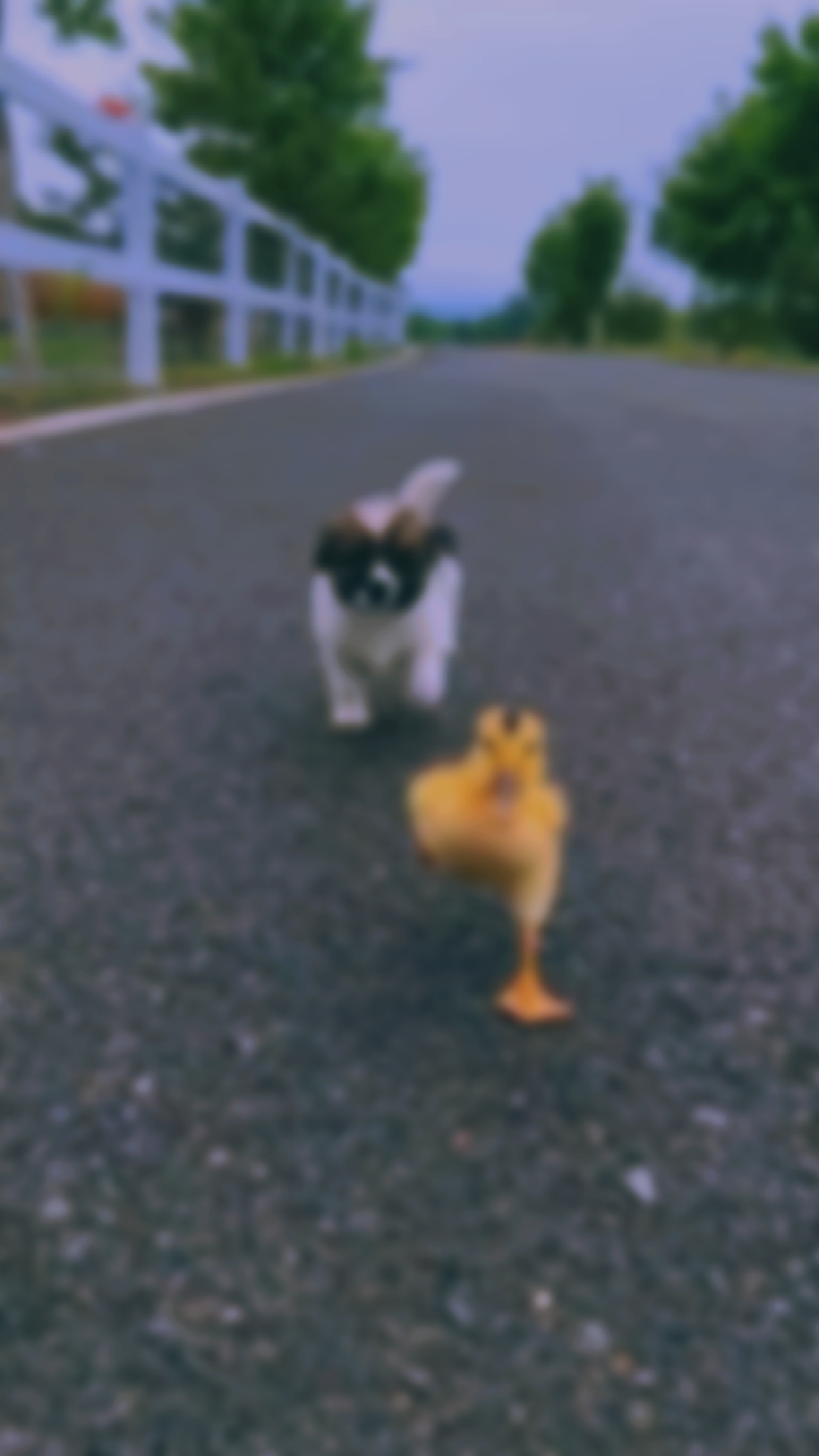 Momentos De Animais De Estimação