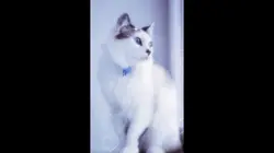 ノーダウト