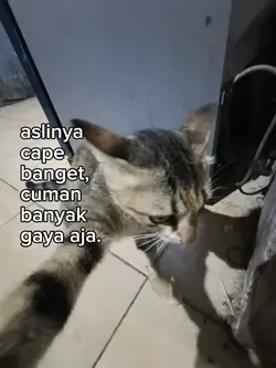 aslinya cape banget