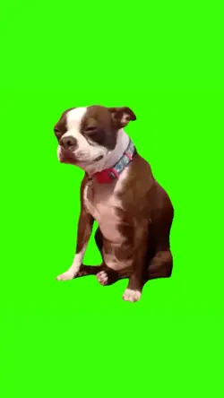 crying dog