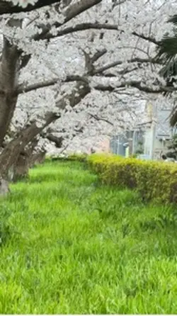 Hanami