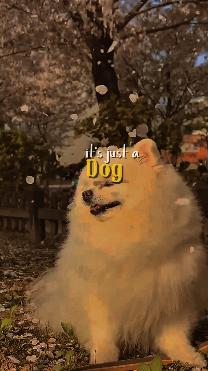 Es solo un perro
