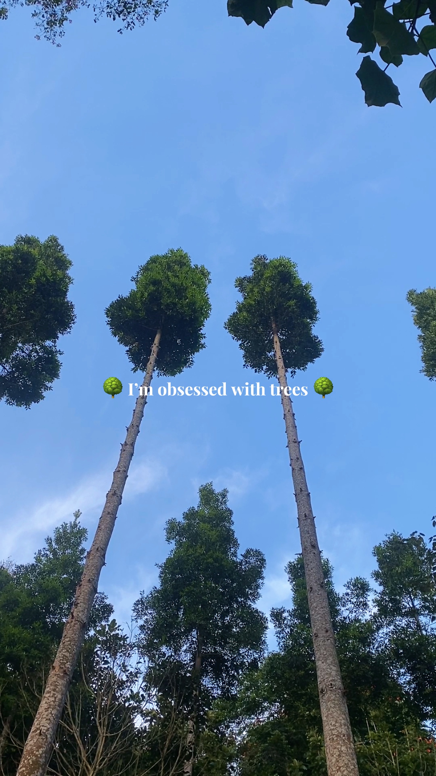 Obsesión por los árboles 