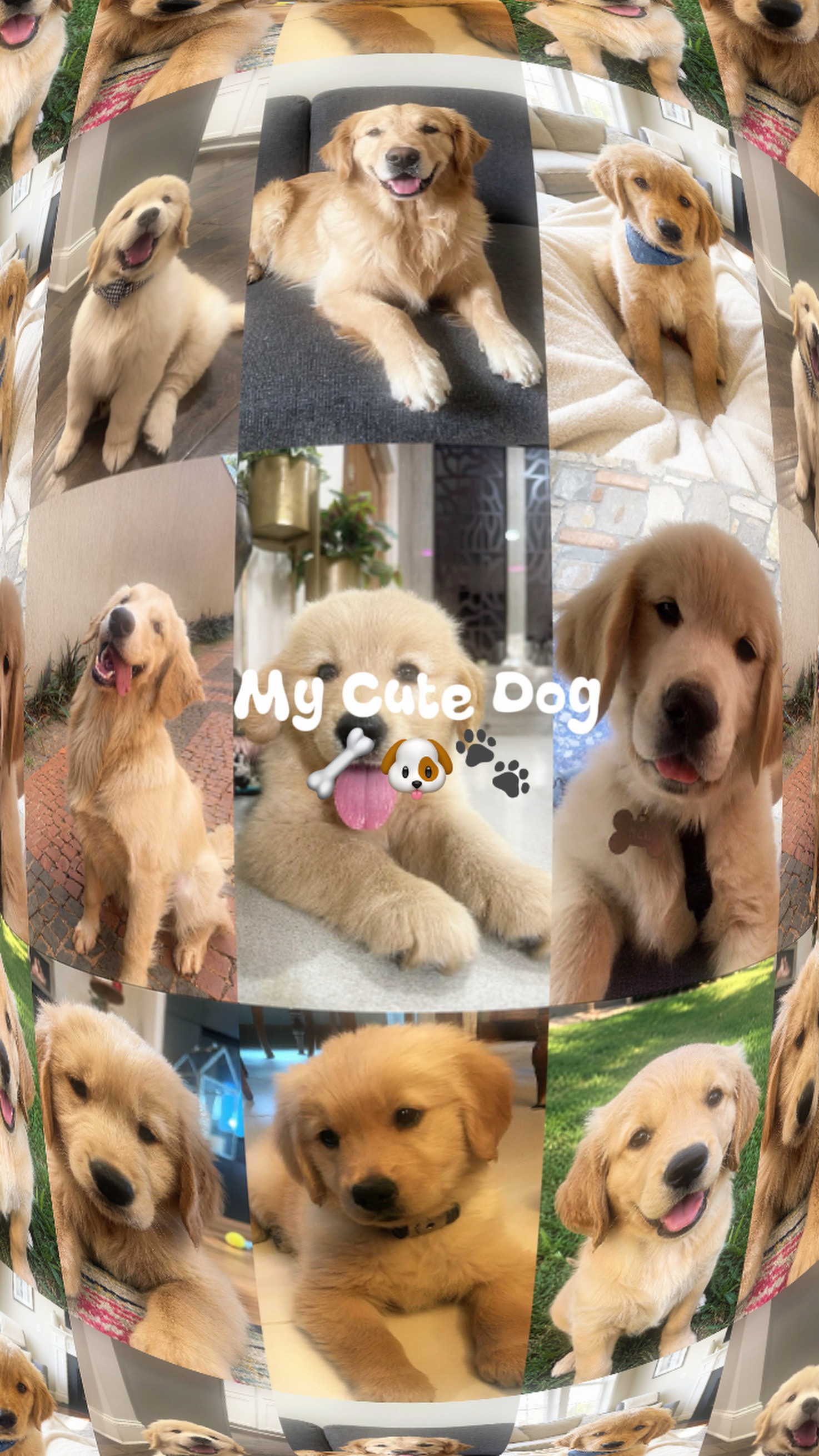 Meu Cachorro Fofo
