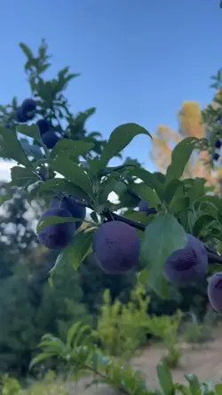 Fresh Plum Picking