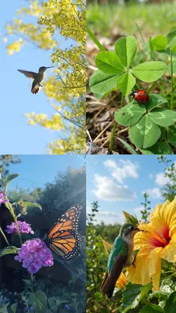 Nature collage 