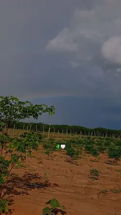 Chuva no Sertão 