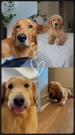 My Pet