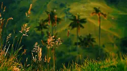 dancing with nature