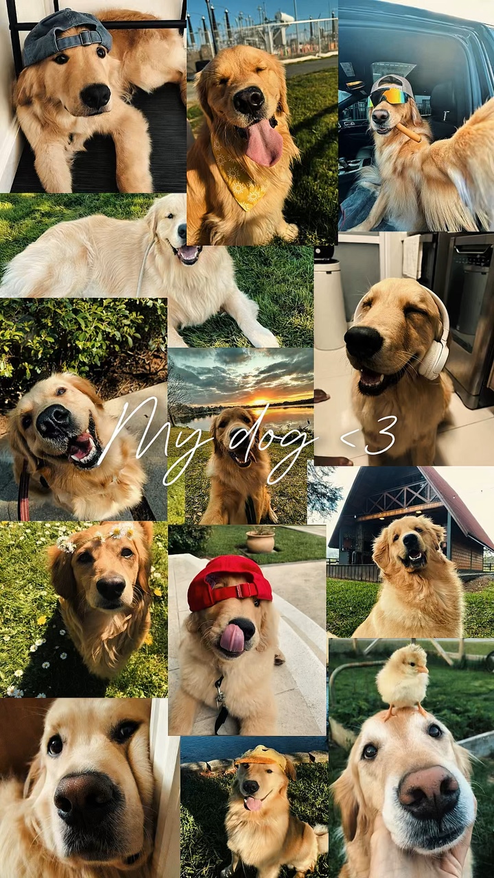 Mein Hund