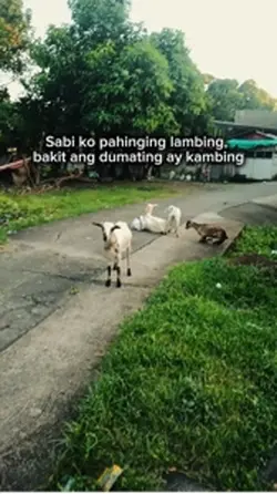 Kambing.wmv