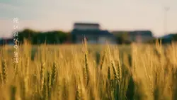 侘び寂びの生活