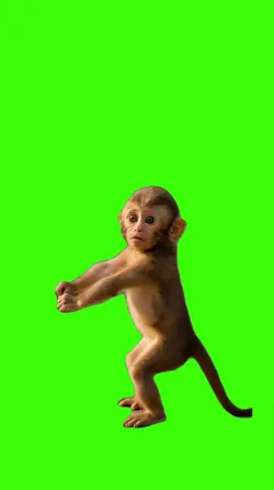 Monkey.