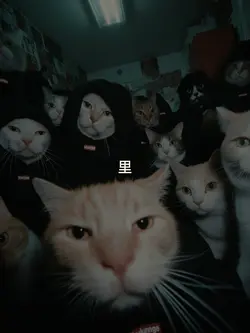 ស្ទាវឆ្មា...