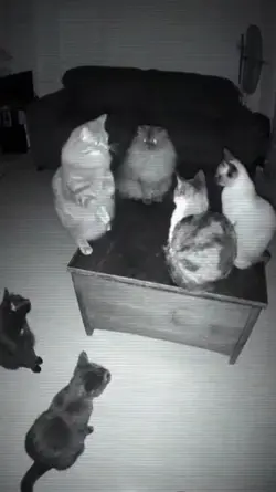 jj kucing ngobrol