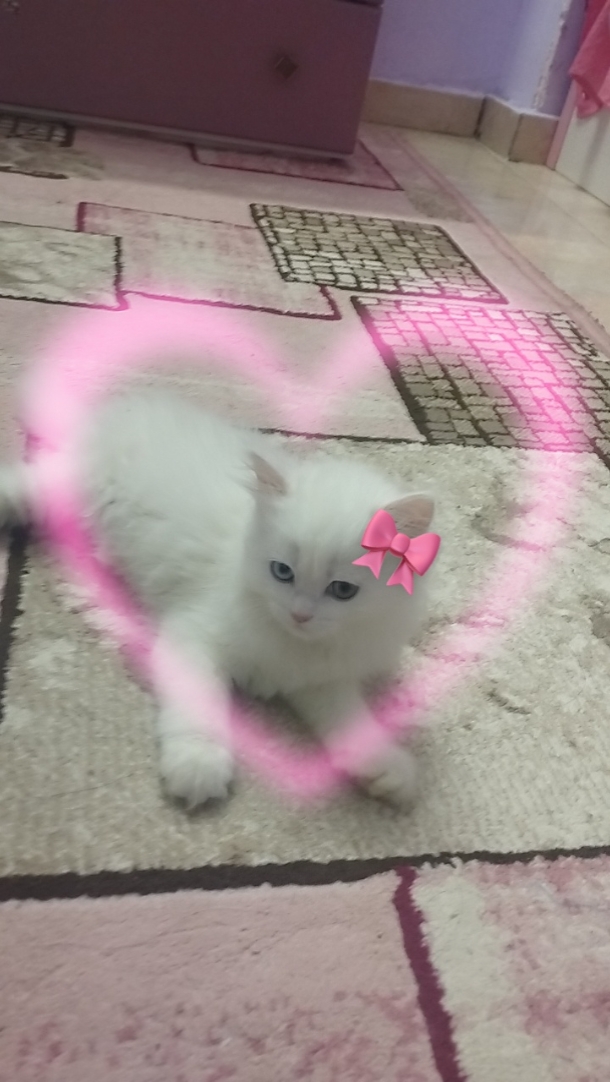 بحبه اويي
