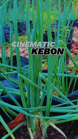 Cinematic kebon