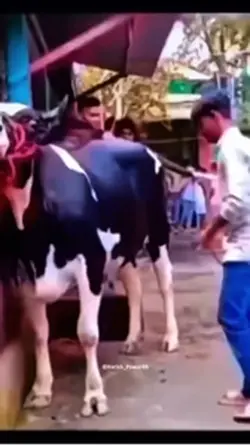 Cow kick 
