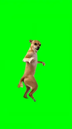 DOG KARATE