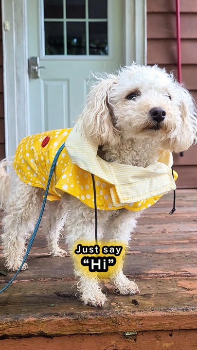 Just Say Hi!