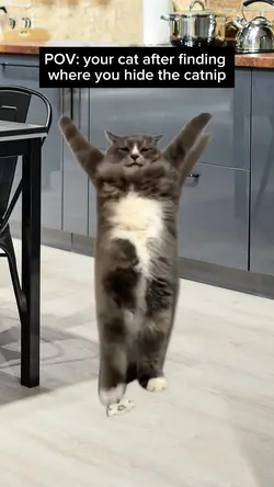 Crazy Cat Dance 🤪
