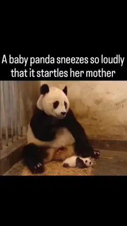 baby panda sneeze