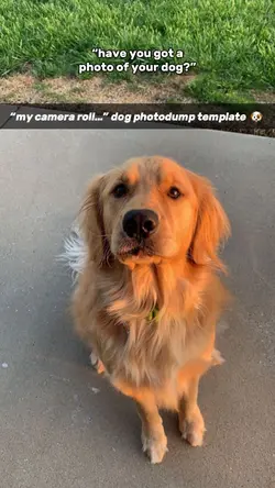 dog camera roll