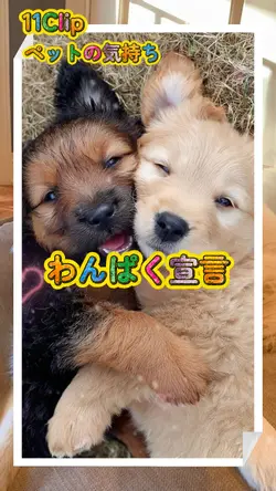 わんぱく宣言