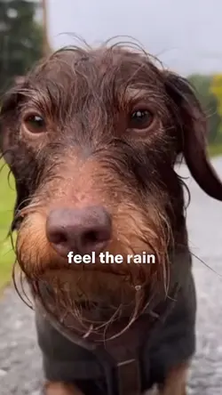 Rain on your fur