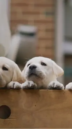 Cachorrinhos fofinho
