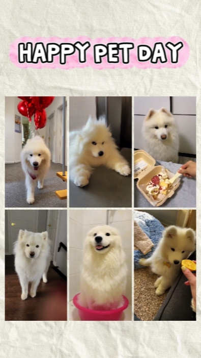 Feliz día de la mascota