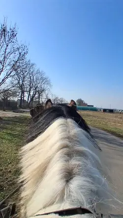 HORSE SLOWMO