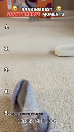 Lizards