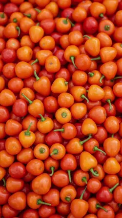 Fresh Market Burst