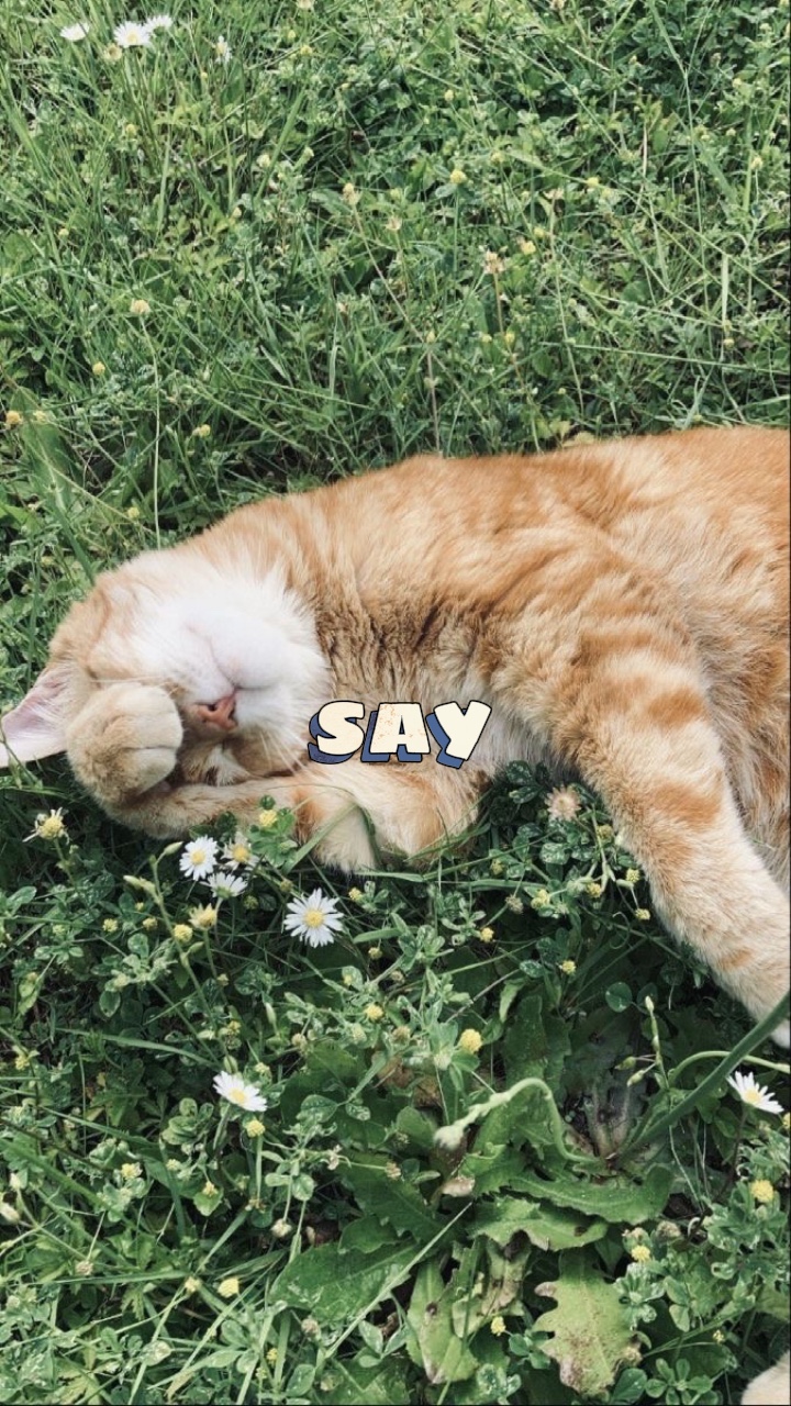 2 ảnh cute