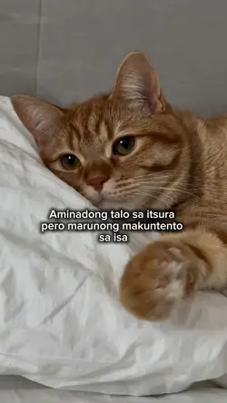 Aminadong talo sa it