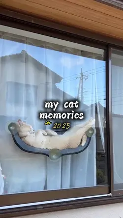 mycat memories 2025