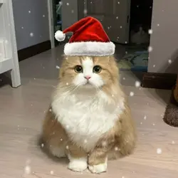 Christmas pfp