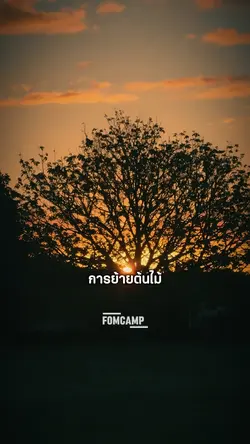 การย้ายต้นไม้ออกจาก