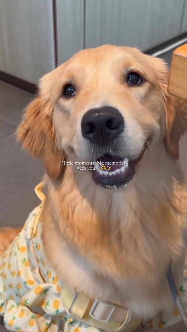 Historias de resumen de mascotas