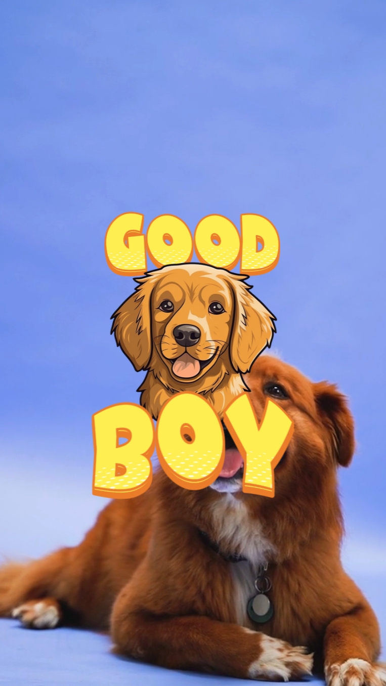 Lindo Perro