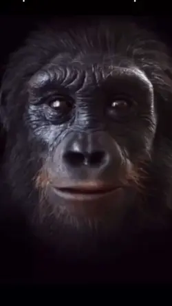 evolution transition