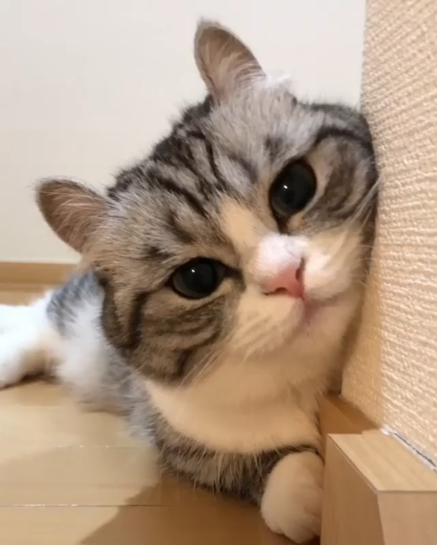 Klang kucing lucu 